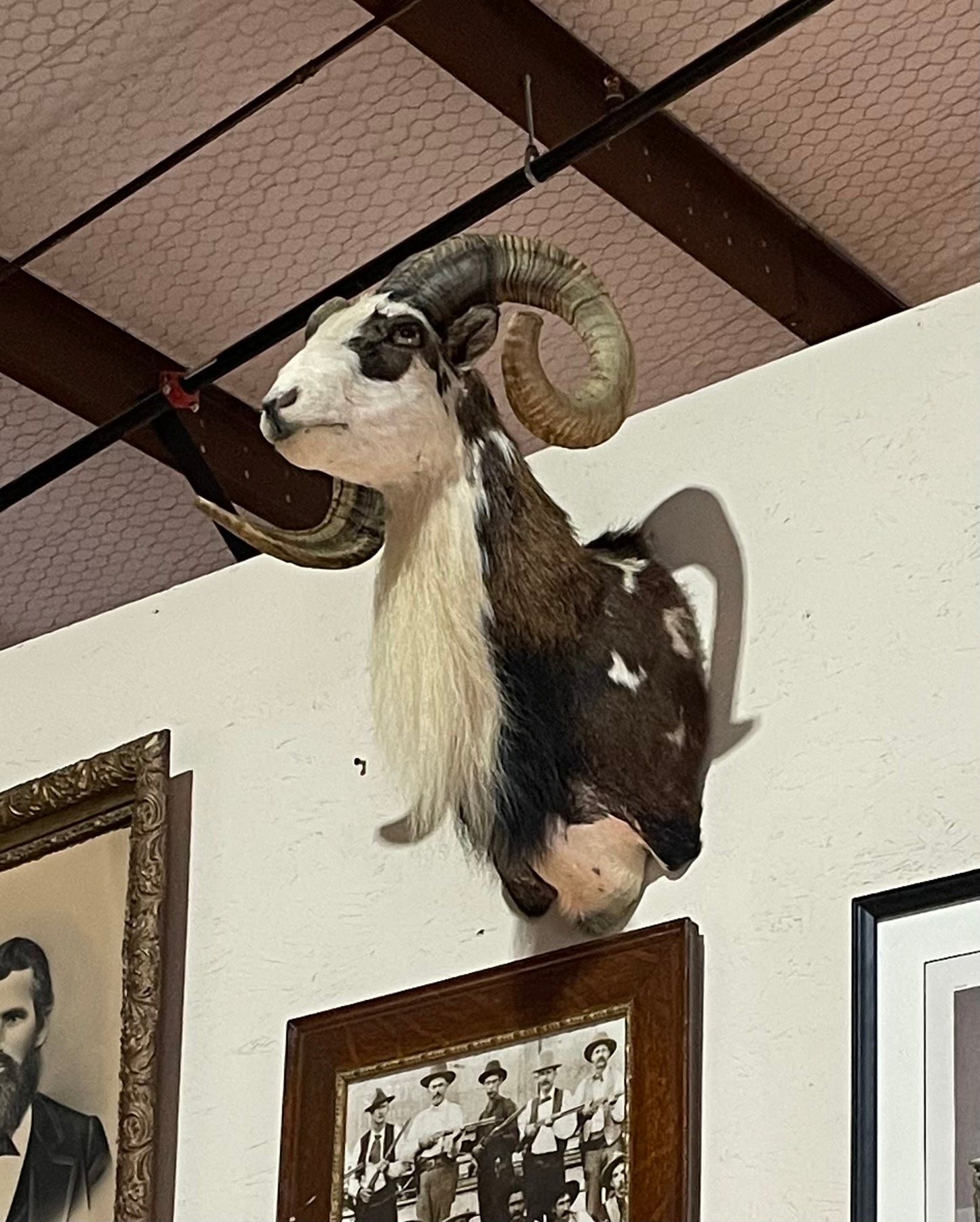 Kyle, Asiatic Mouflon Mount