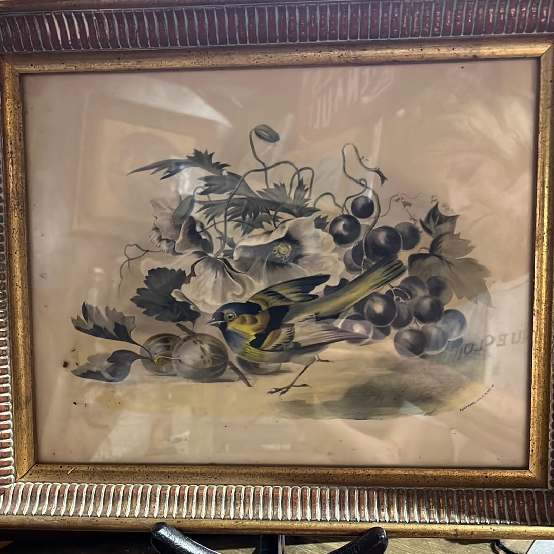 Vtg Paul Jerrard Lithograph Birds 19th Century P. Jerrard, Litho, III, Fleet St.