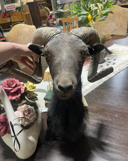 Brian, Black Hawaiian Ram Mount