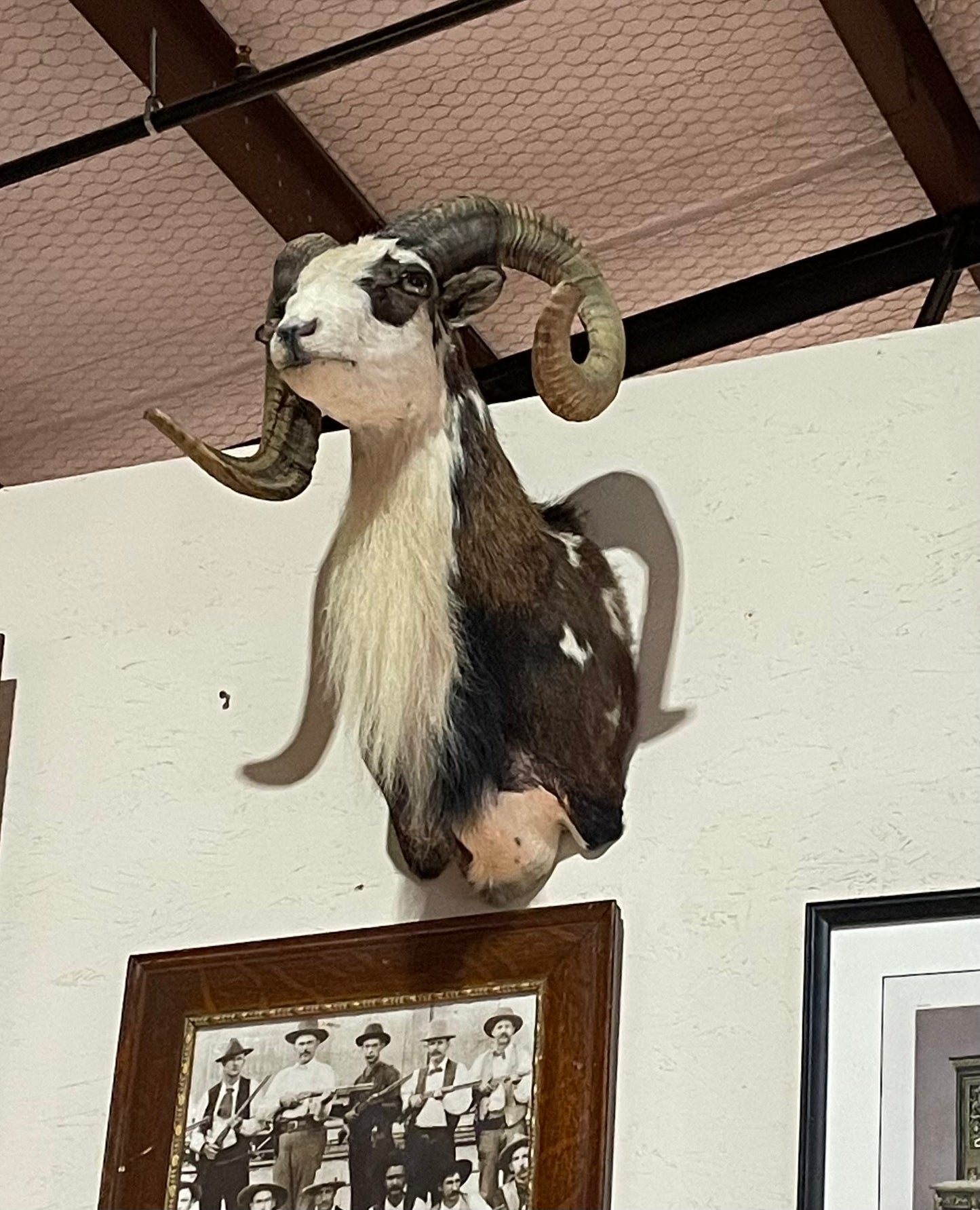 Kyle, Asiatic Mouflon Mount