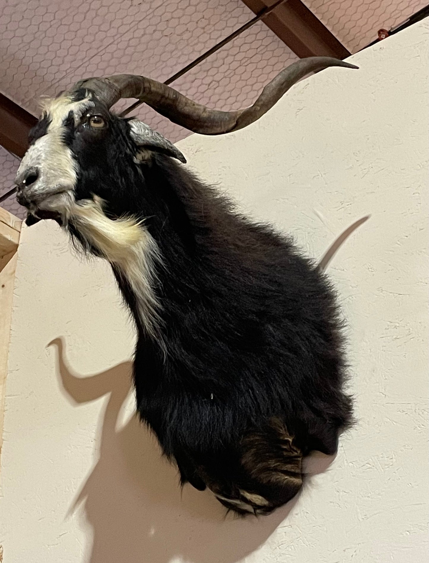 Saul, Spanish Goat Mount