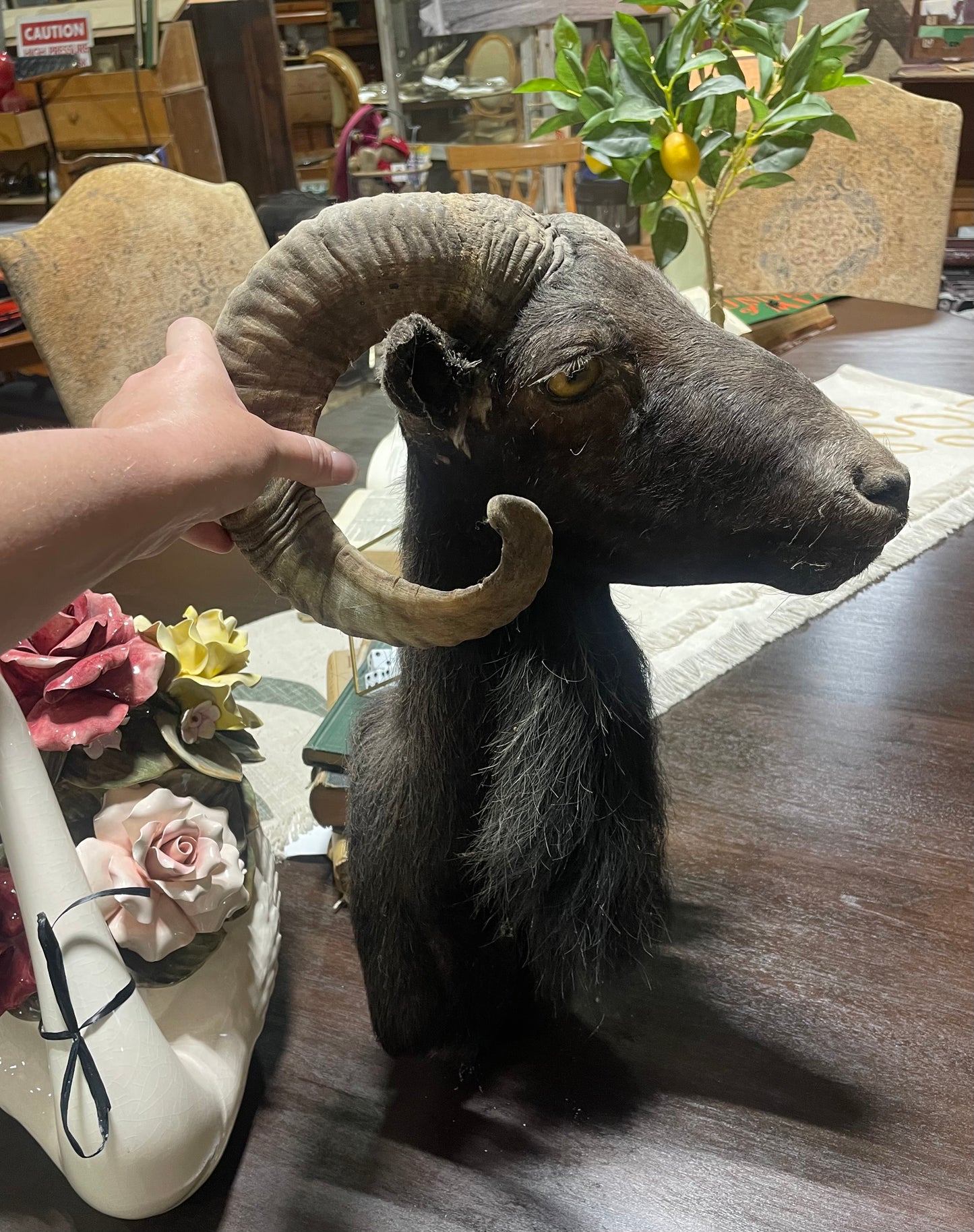 Brian, Black Hawaiian Ram Mount