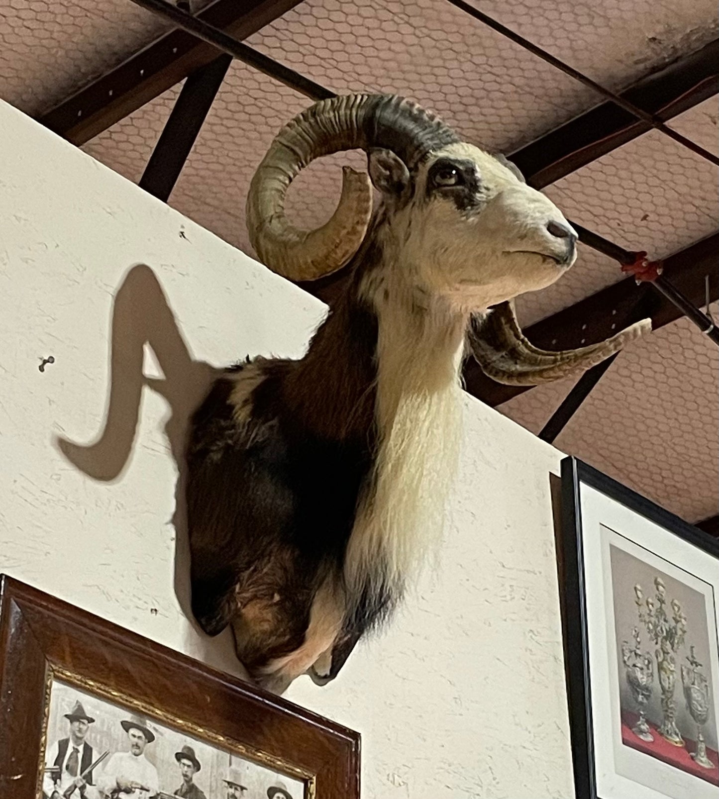 Kyle, Asiatic Mouflon Mount