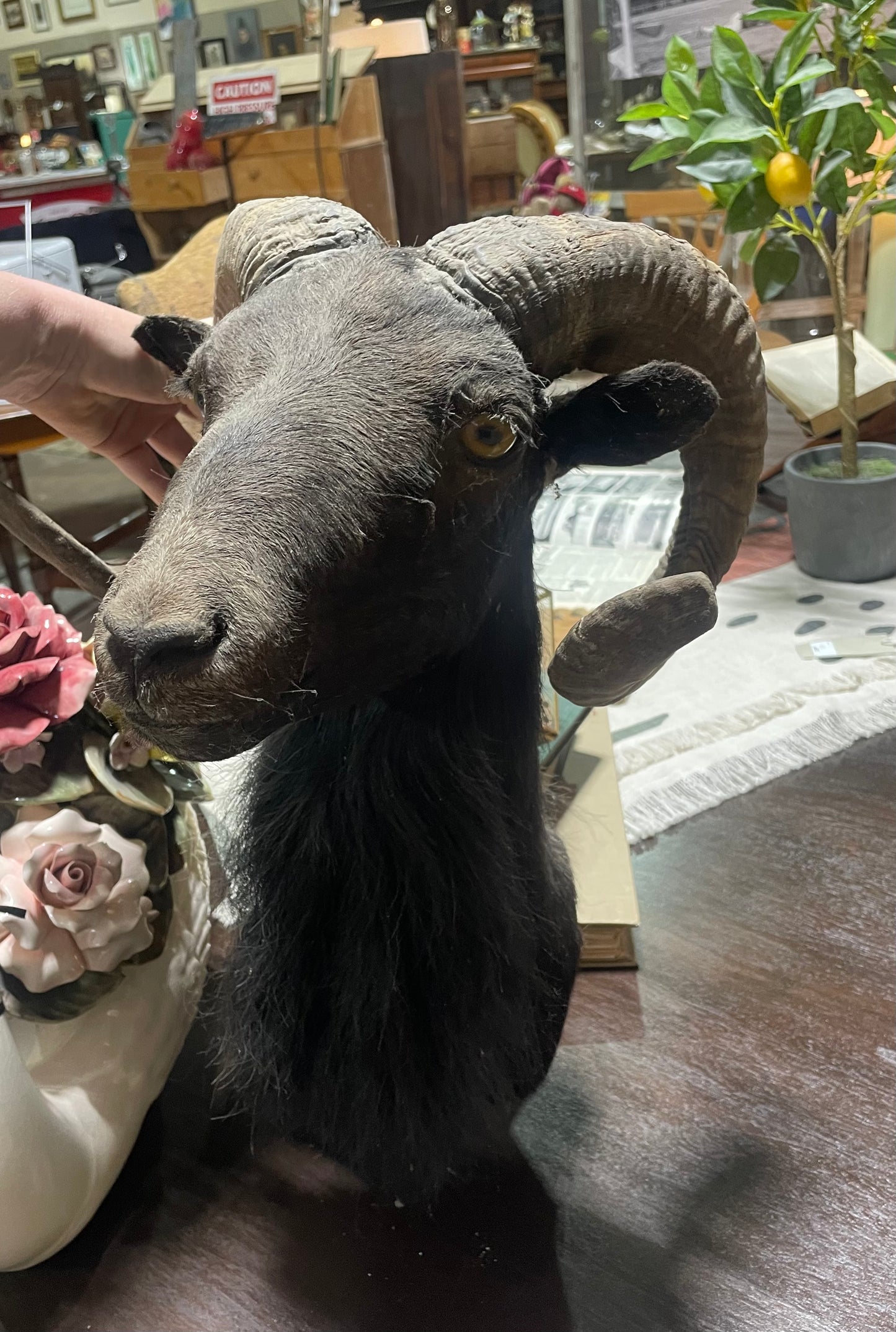 Brian, Black Hawaiian Ram Mount