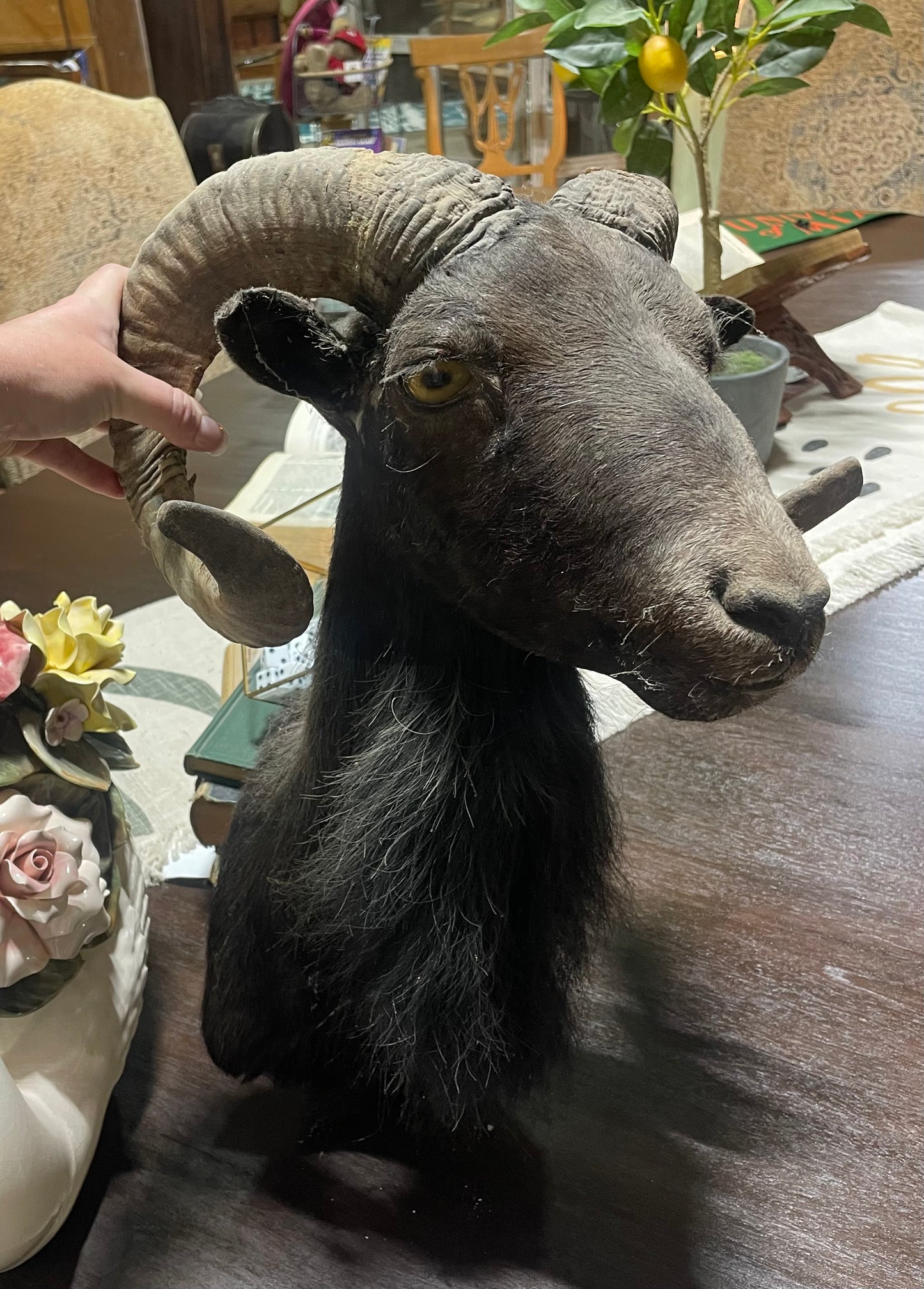 Brian, Black Hawaiian Ram Mount