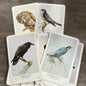 1960s General Cigar Northern Birds Card Set