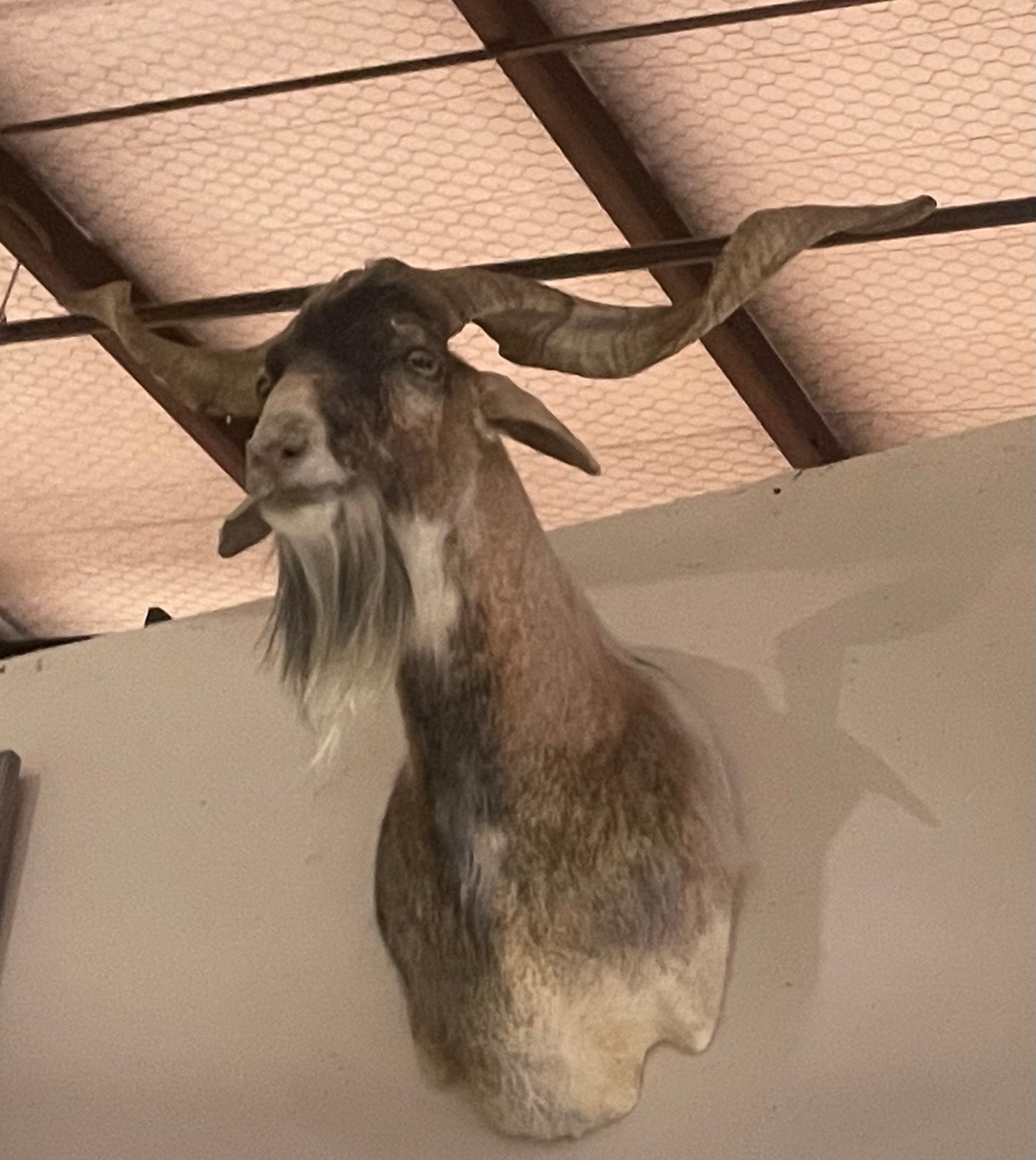 Joe Don, Spanish Goat Mount