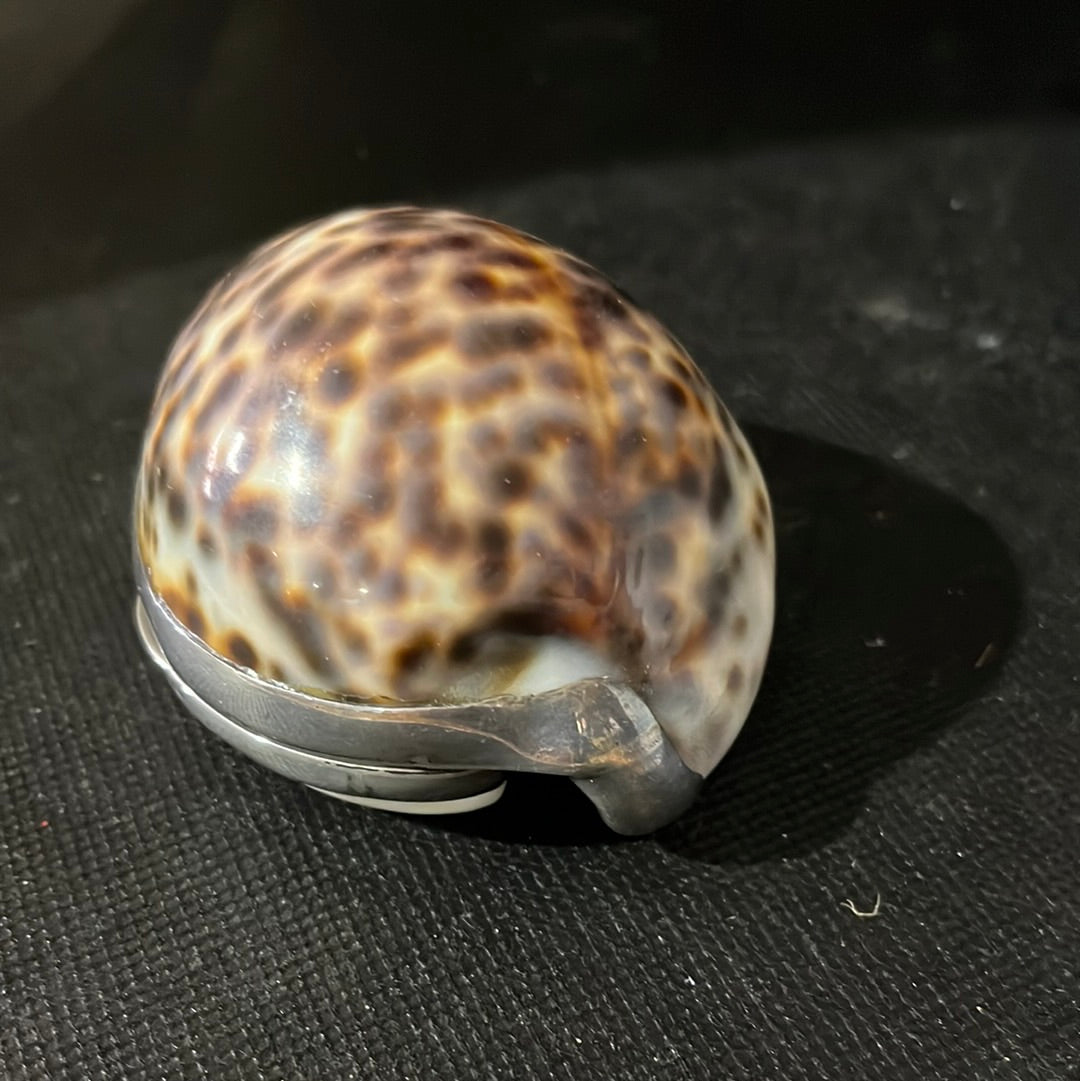 Vintage Tiffany & Co. Cowrie Shell snuff mull