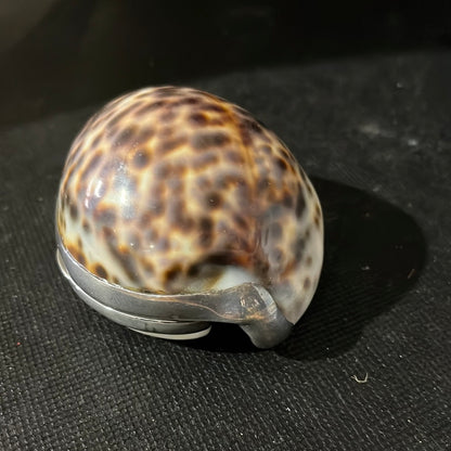 Vintage Tiffany & Co. Cowrie Shell snuff mull