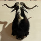 Saul, Spanish Goat Mount