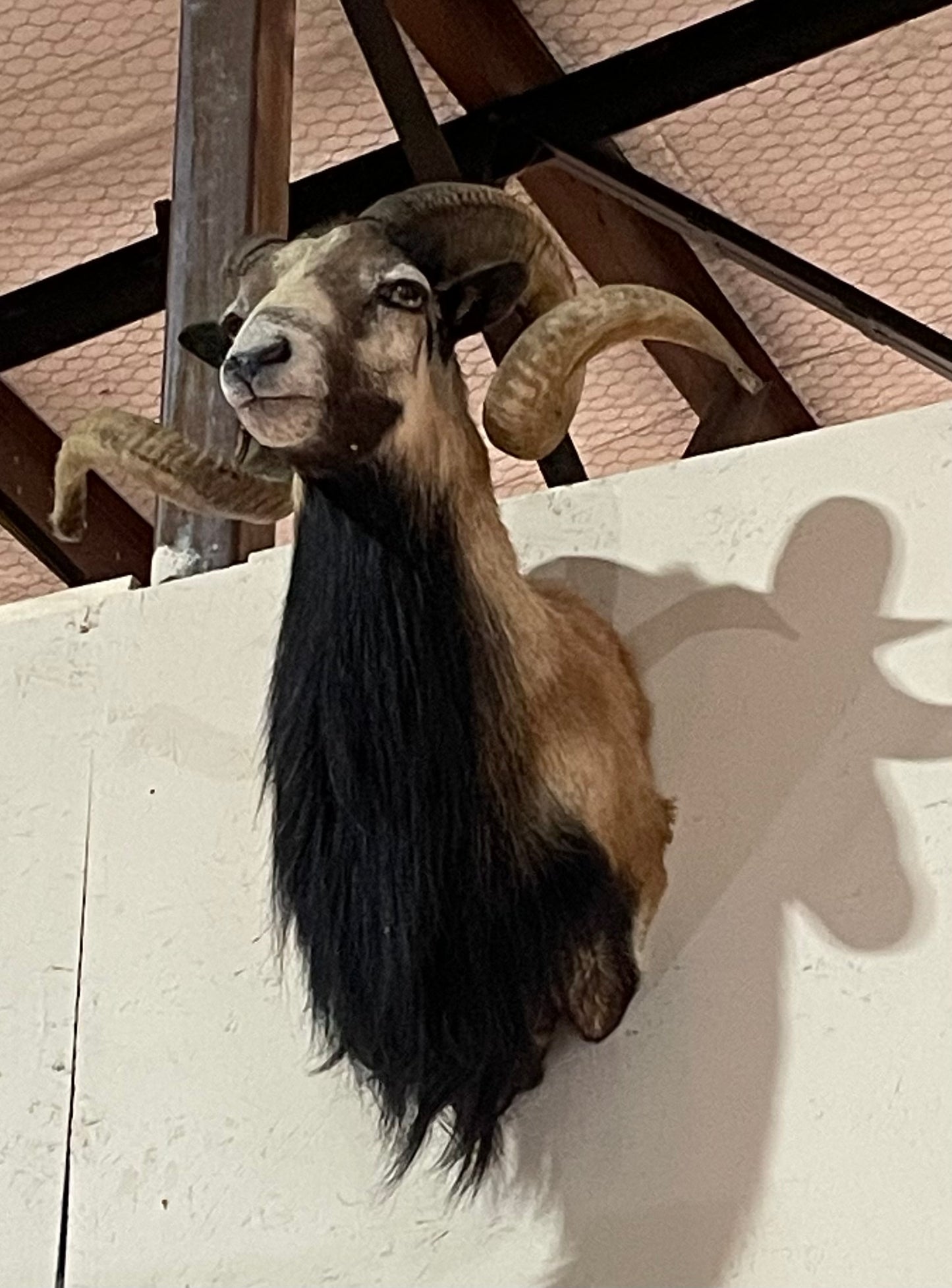 Samson, Barbary Sheep Mount