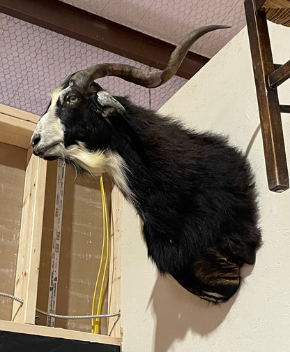 Saul, Spanish Goat Mount