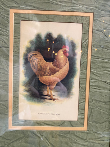 Framed Buff Plymouth Rooster