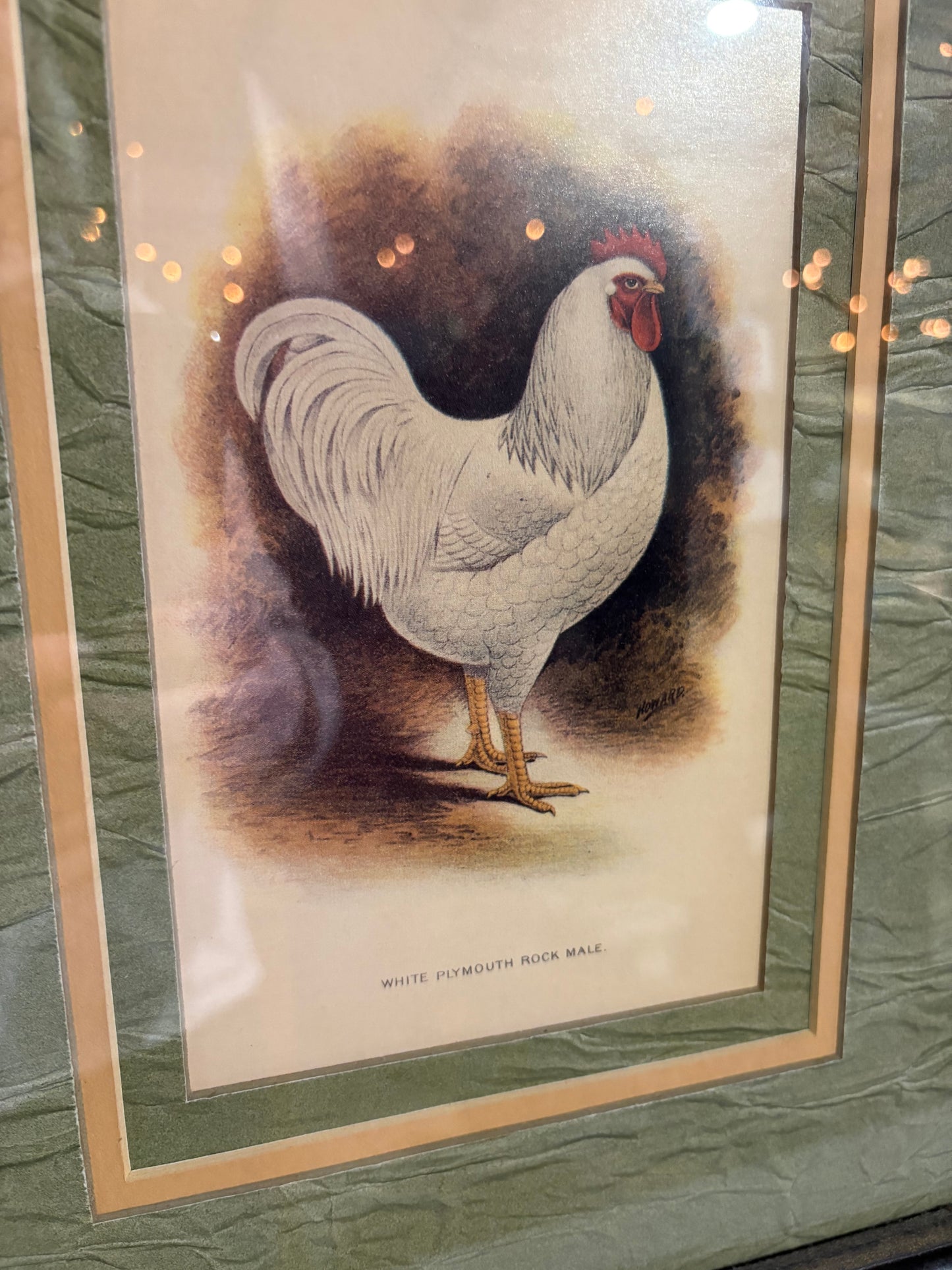 Framed White Plymouth Rooster