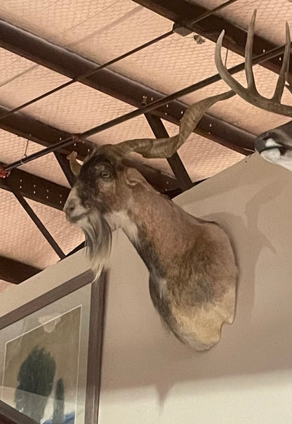 Joe Don, Spanish Goat Mount