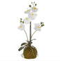 White Orchid with Moss Ball