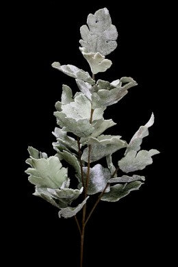 Dusty Miller