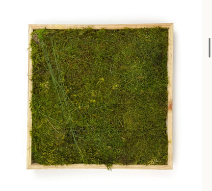 SHEET MOSS SQUARE - 16X16"