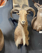 Antoine the Aoudad